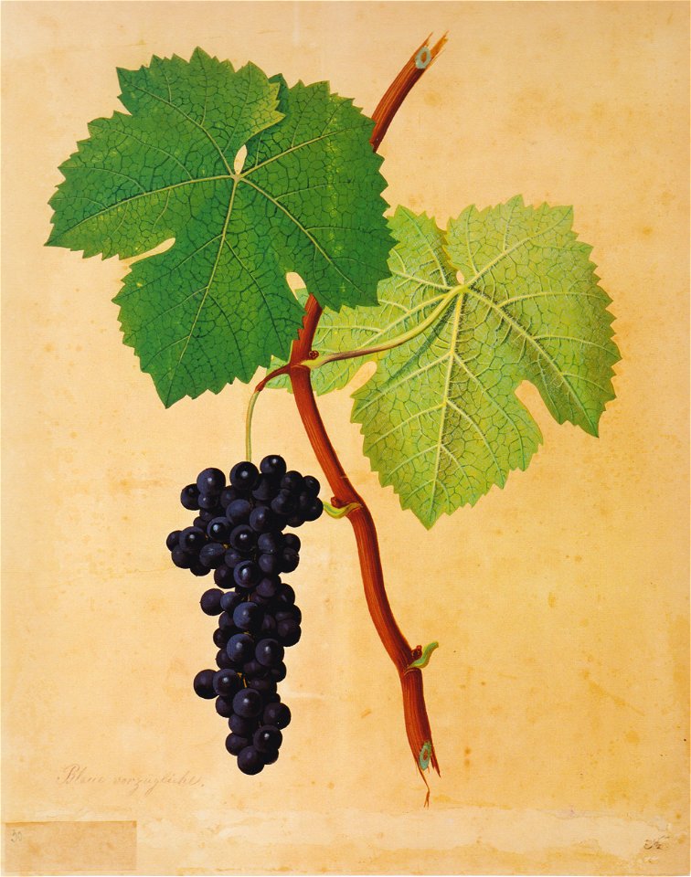 Kreuzer Ampelographie 125 Blaue Vorzügliche