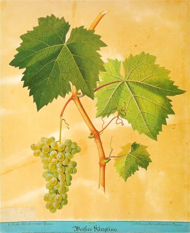 Kreuzer Ampelographie 113 Weißer Hängling