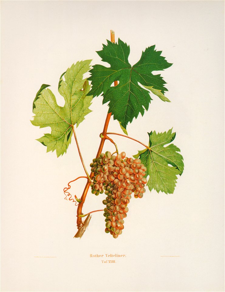 Kreuzer Ampelographie 149 Rother Velteliner