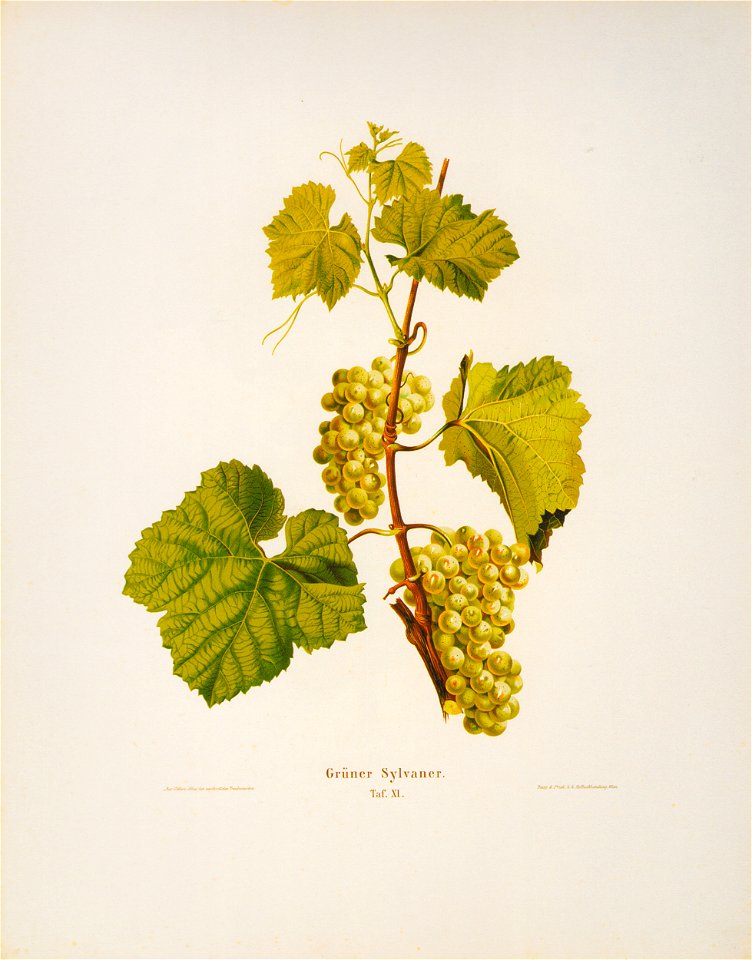 Kreuzer Ampelographie 137 Grüner Sylvaner
