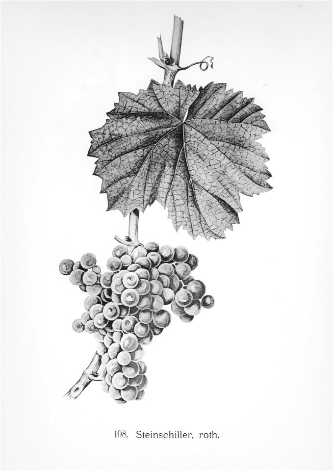 Kreuzer Ampelographie 161 Rother Steinschiller