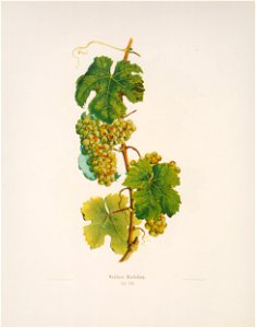 Kreuzer Ampelographie 145 Weißer Rießling