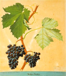 Kreuzer Ampelographie 109 Rother Hudler