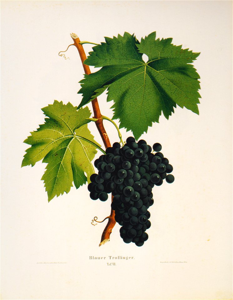 Kreuzer Ampelographie 133 Blauer Trollinger