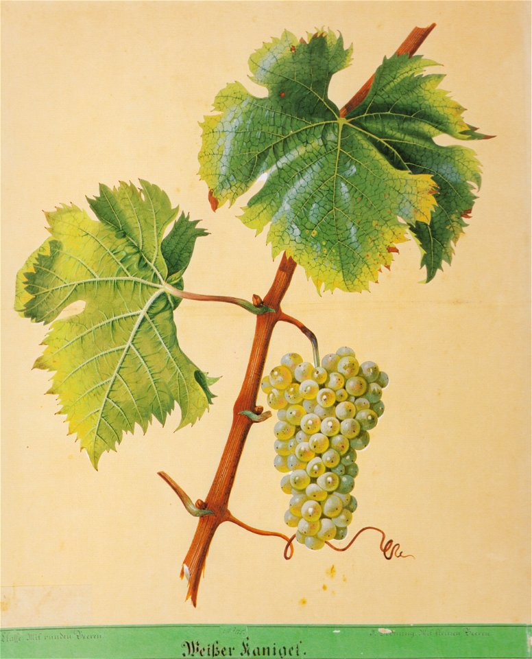 Kreuzer Ampelographie 092 Weißer Kanigel