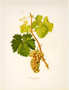 Kreuzer Ampelographie 153 Rother Zierfahndler