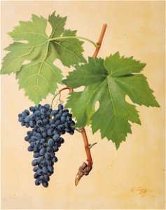 Kreuzer Ampelographie 124 Blaue Risaga