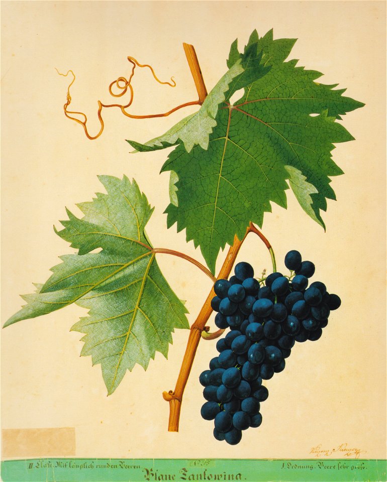 Kreuzer Ampelographie 099 Blaue Tantowina