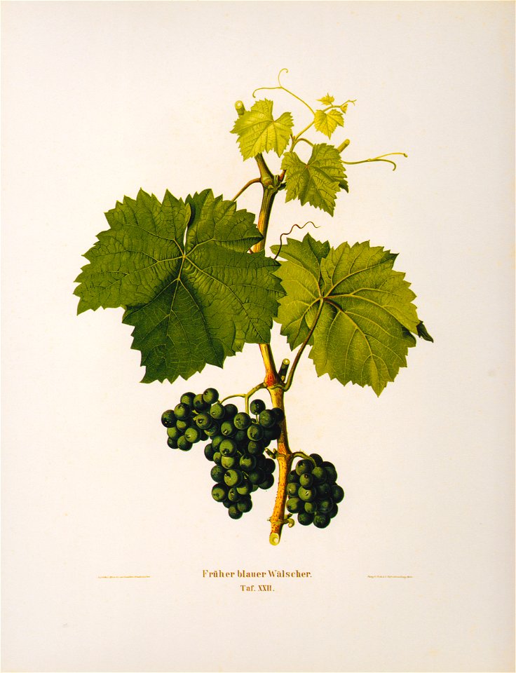 Kreuzer Ampelographie 148 Früher blauer Wälscher