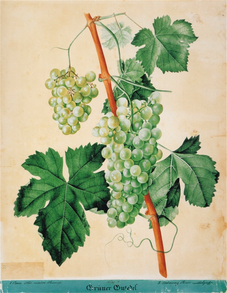 Kreuzer Ampelographie 024 Grüner Gutedel