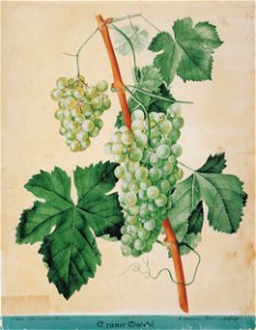 Kreuzer Ampelographie 024 Grüner Gutedel