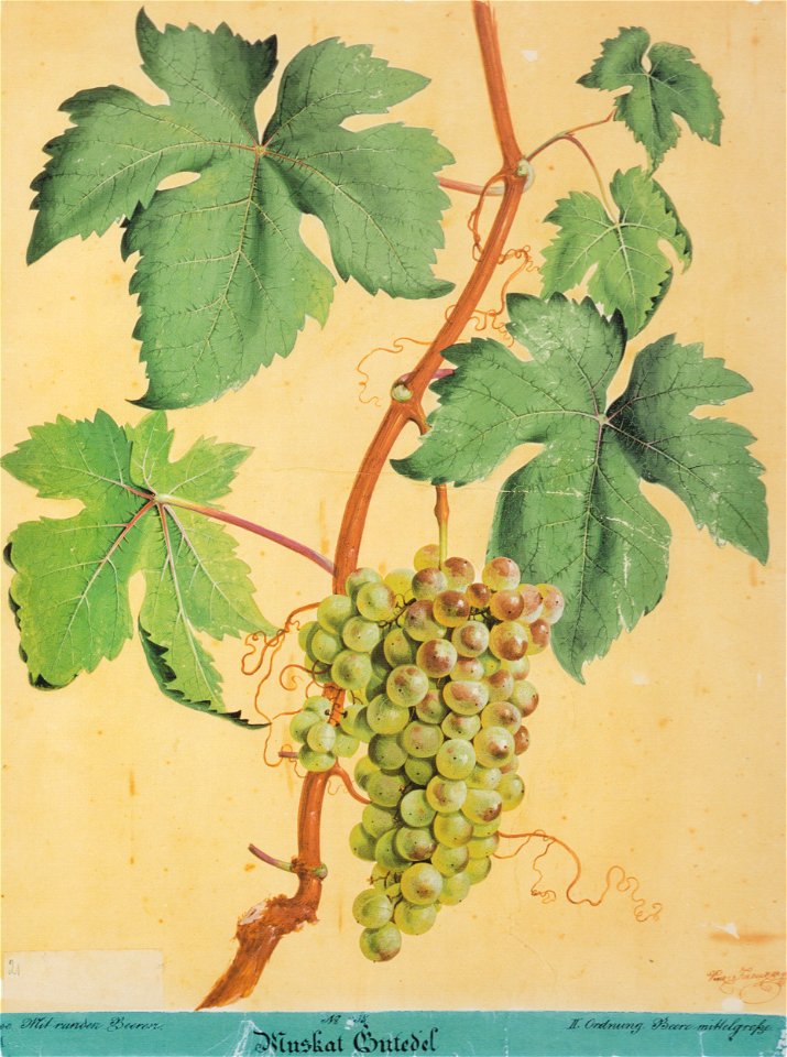 Kreuzer Ampelographie 032 Muskat Gutedel