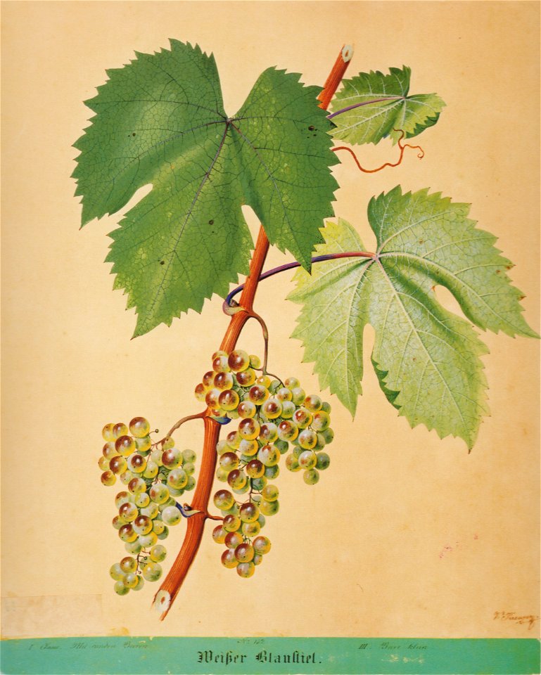 Kreuzer Ampelographie 078 Weißer Blaustiel