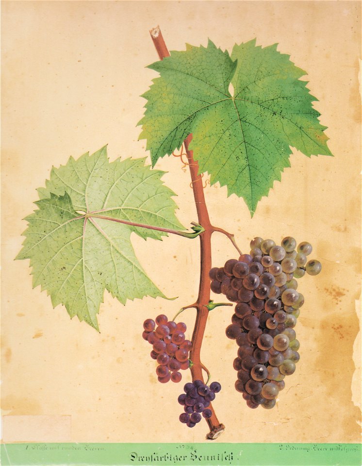 Kreuzer Ampelographie 019 Dreyfärbiger Heunisch