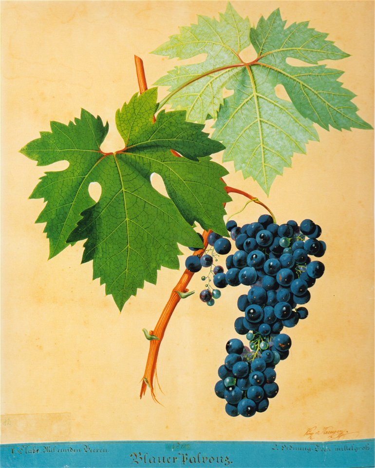 Kreuzer Ampelographie 072 Blauer Palvonz