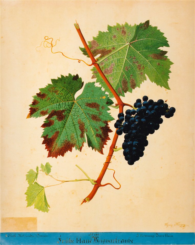 Kreuzer Ampelographie 088 Frühe blaue Magyartraube