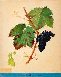 Kreuzer Ampelographie 088 Frühe blaue Magyartraube