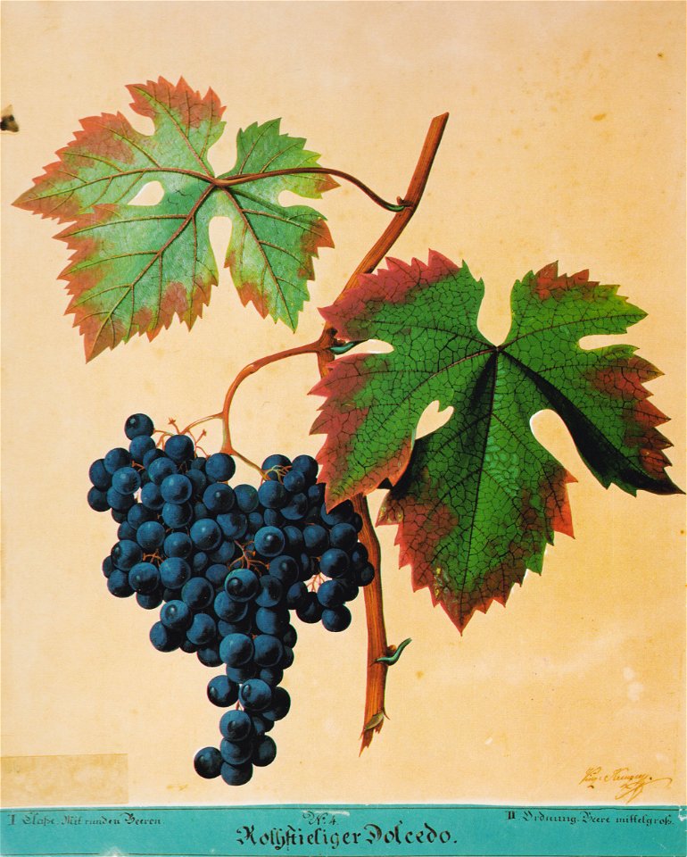 Kreuzer Ampelographie 059 Rothstieliger Dolcedo