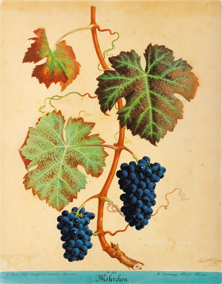 Kreuzer Ampelographie 118 Möhrchen