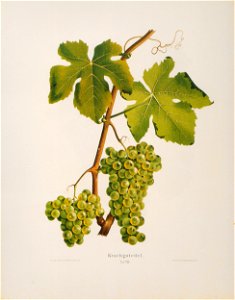 Kreuzer Ampelographie 134 Krachgutedel