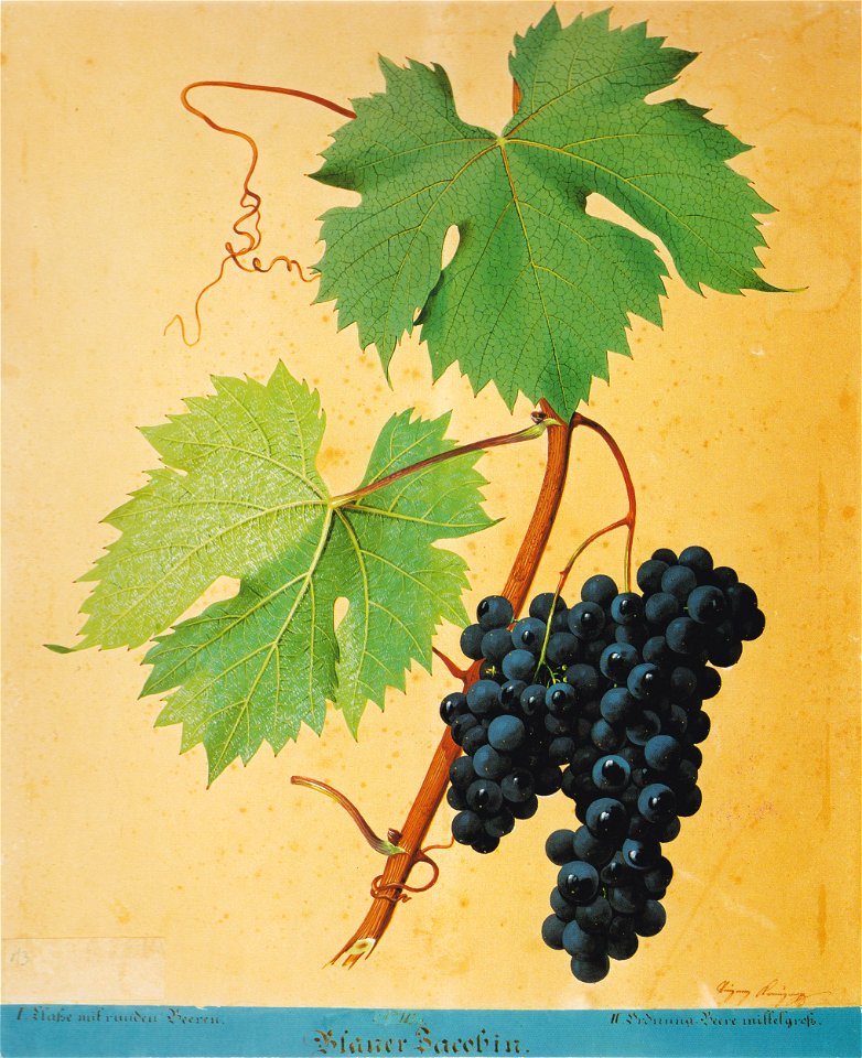 Kreuzer Ampelographie 075 Blauer Jacobin