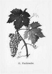 Kreuzer Ampelographie 158 Fischtraube