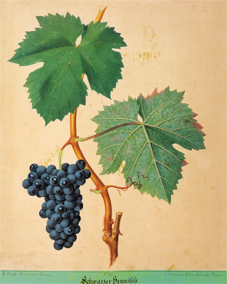 Kreuzer Ampelographie 020 Schwarzer Heunisch