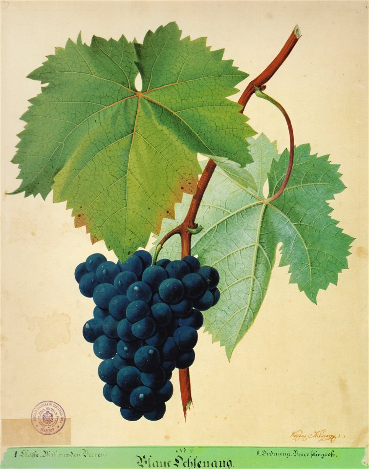 Kreuzer Ampelographie 007 Blaue Ochsenaug