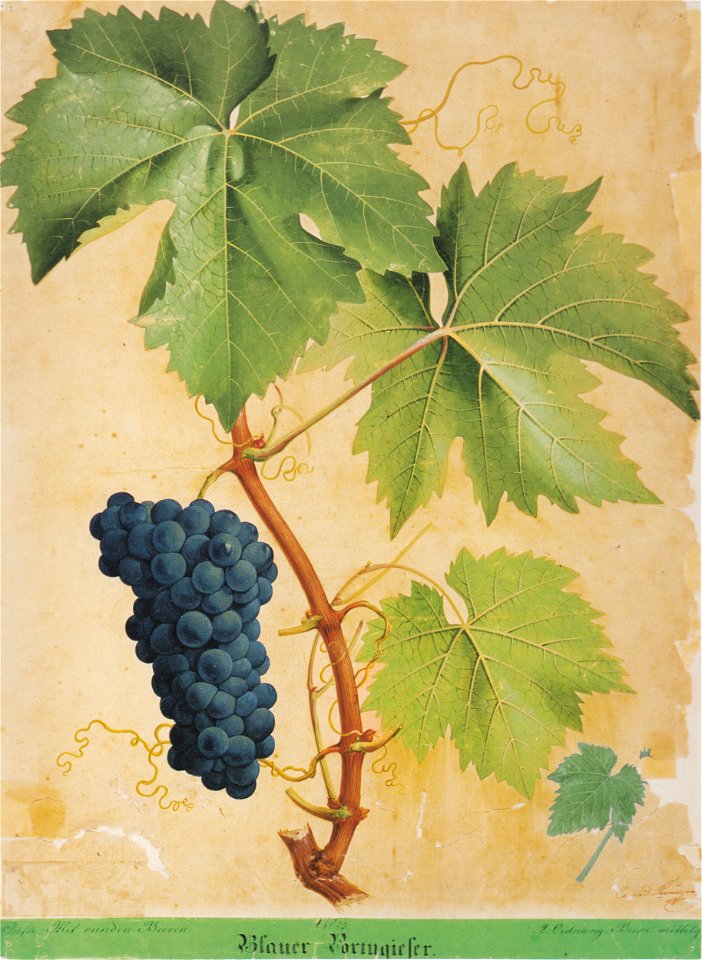 Kreuzer Ampelographie 064 Blauer Portugieser