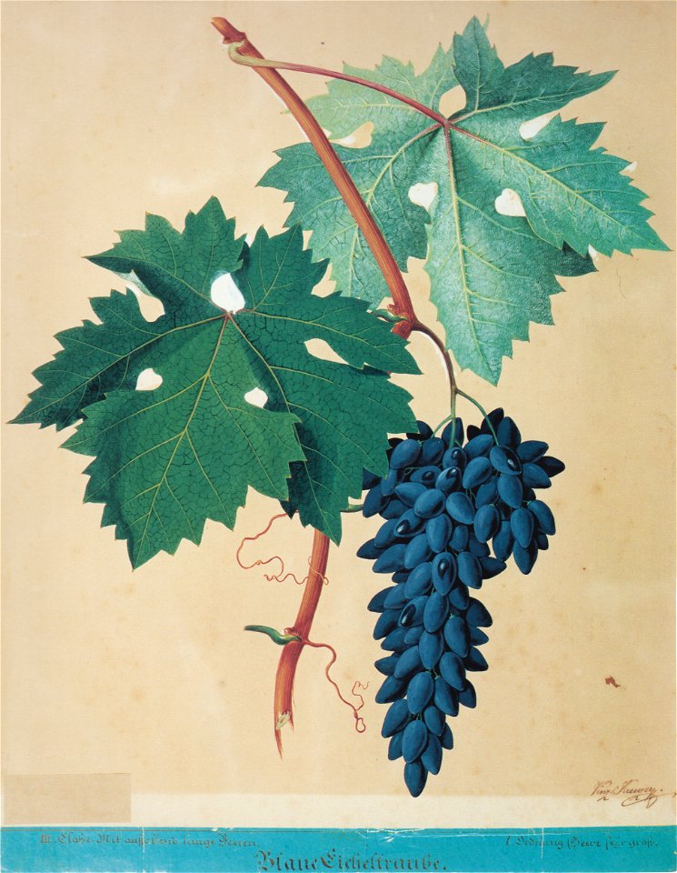 Kreuzer Ampelographie 123 Blaue Eicheltraube