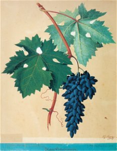 Kreuzer Ampelographie 123 Blaue Eicheltraube