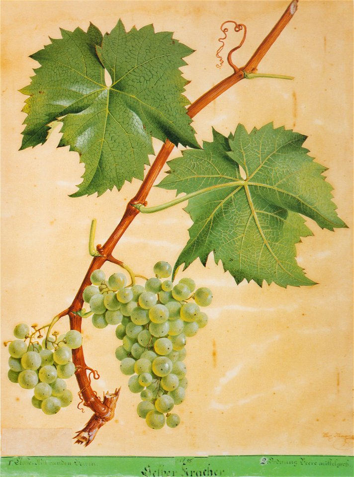 Kreuzer Ampelographie 056 Gelber Kracher