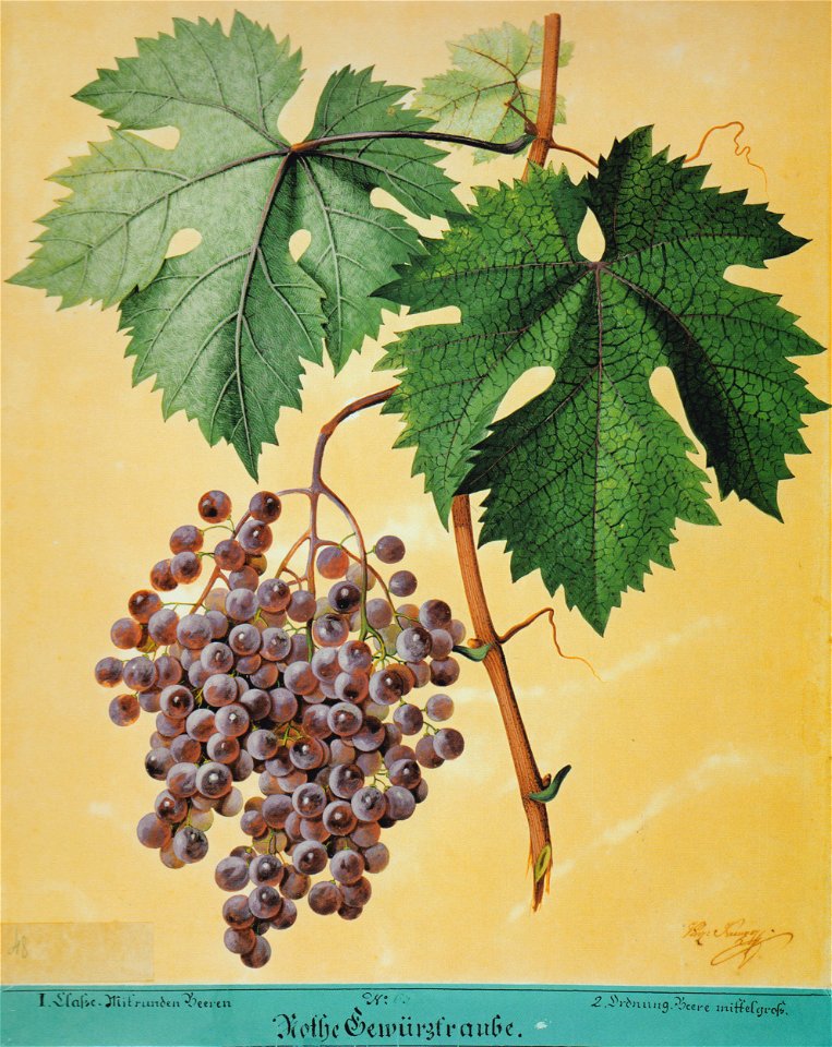 Kreuzer Ampelographie 039 Rothe Gewürztraube