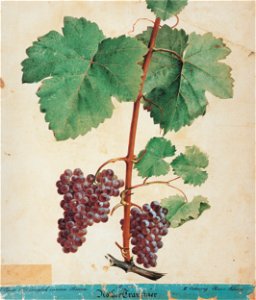 Kreuzer Ampelographie 116 Rother Traminer