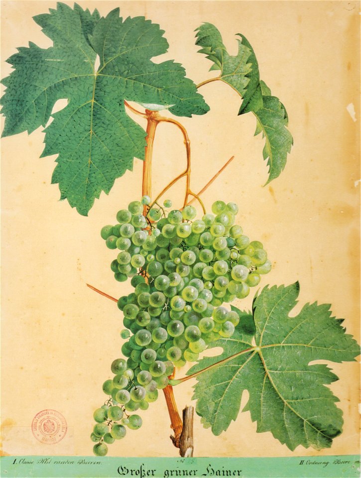 Kreuzer Ampelographie 012 Großer grüner Hainer