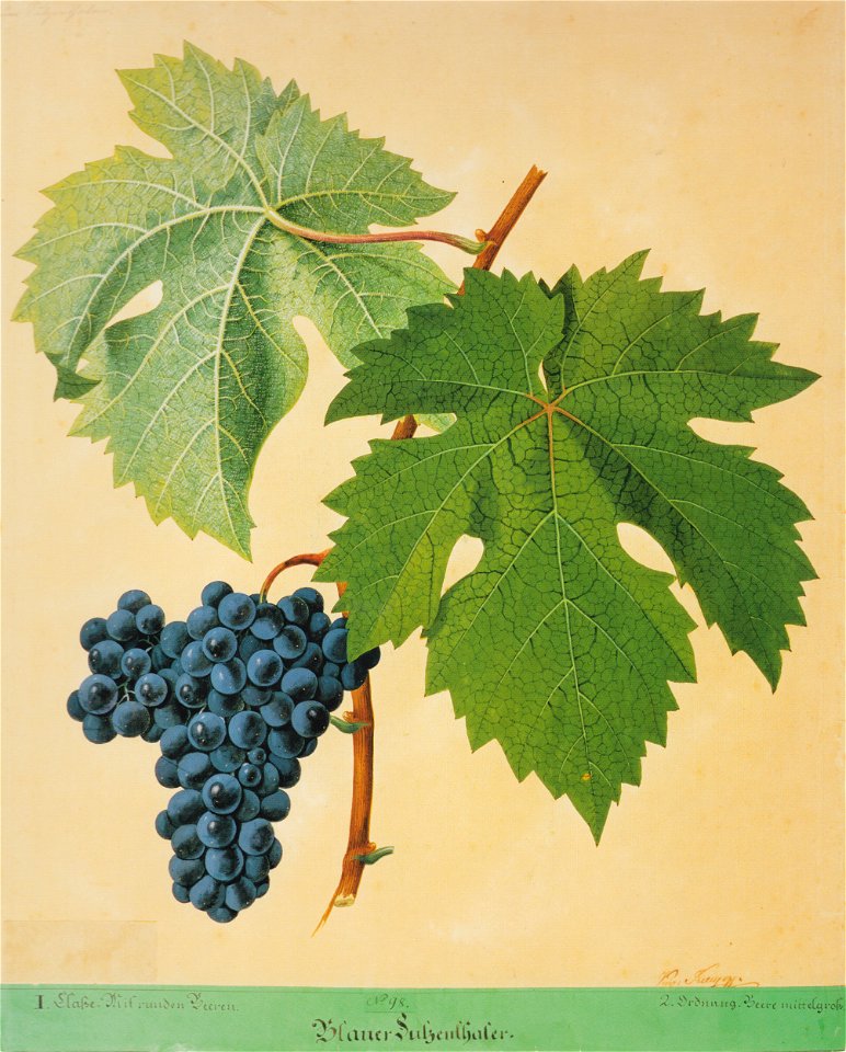 Kreuzer Ampelographie 067 Blauer Sulzenthaler