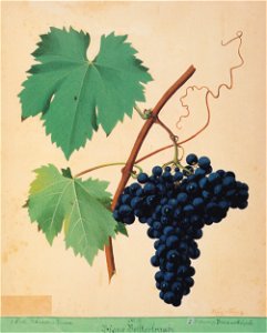 Kreuzer Ampelographie 014 Blaue Bettlertraube