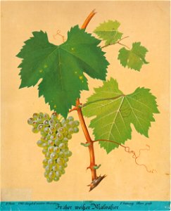 Kreuzer Ampelographie 095 Früher weißer Malvasier