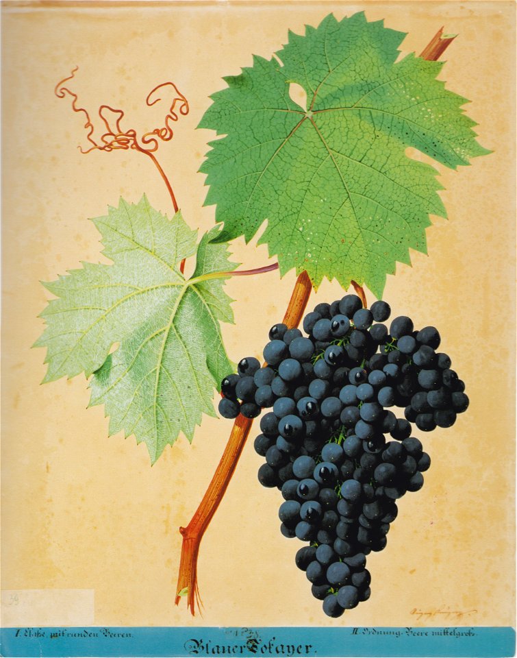 Kreuzer Ampelographie 022 Blauer Tokayer