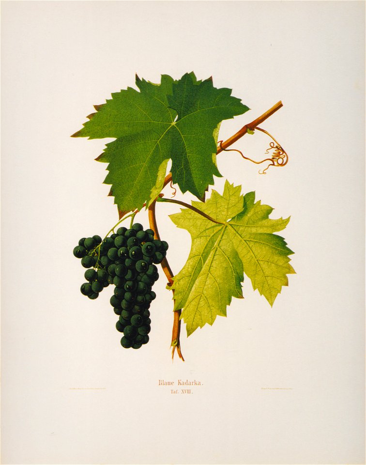 Kreuzer Ampelographie 144 Blaue Kadarka