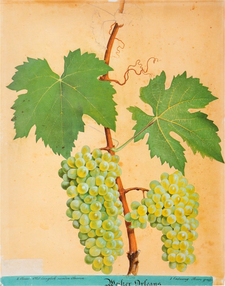 Kreuzer Ampelographie 107 Weißer Orleans