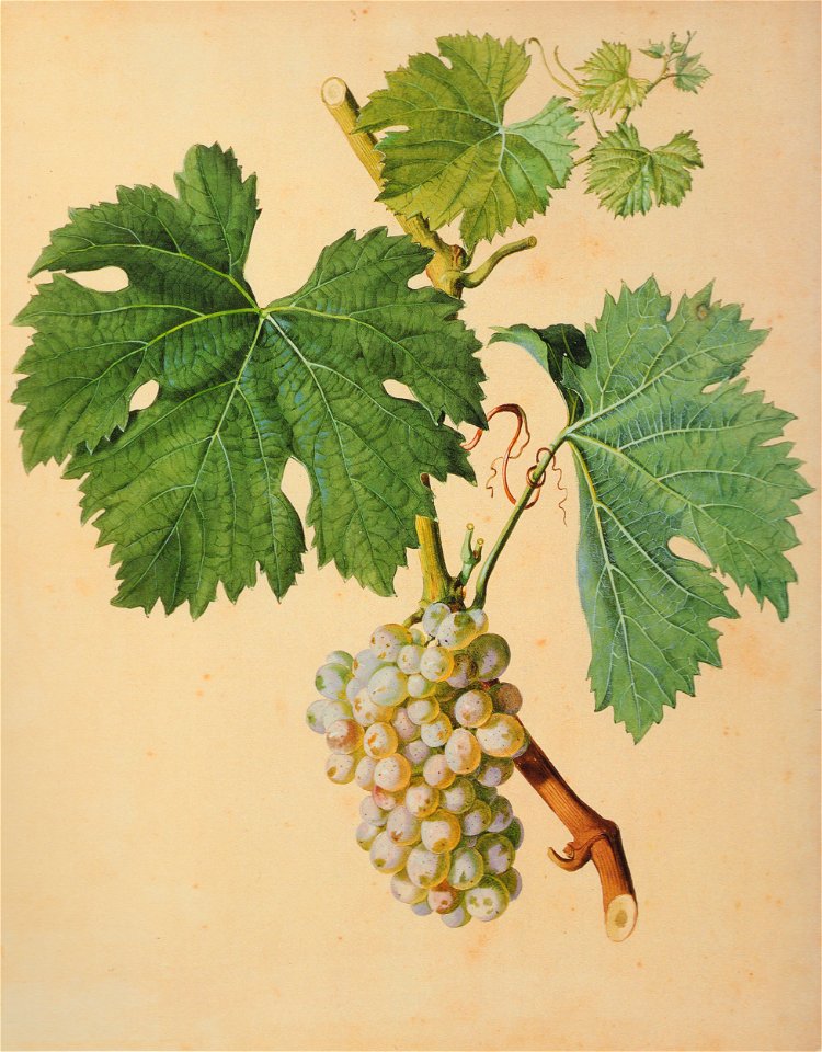 Kreuzer Ampelographie 126 Slankamenka