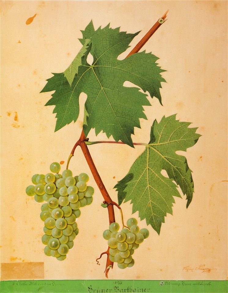 Kreuzer Ampelographie 034 Grüner Barthainer