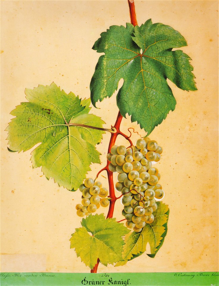 Kreuzer Ampelographie 091 Grüner Kanigl