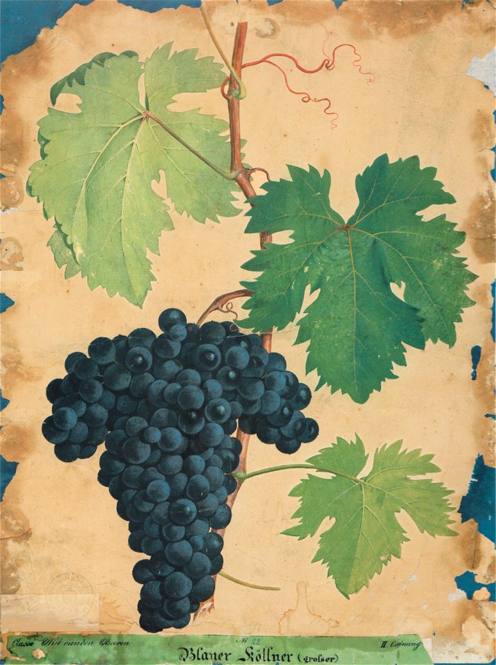 Kreuzer Ampelographie 010 Blauer Köllner