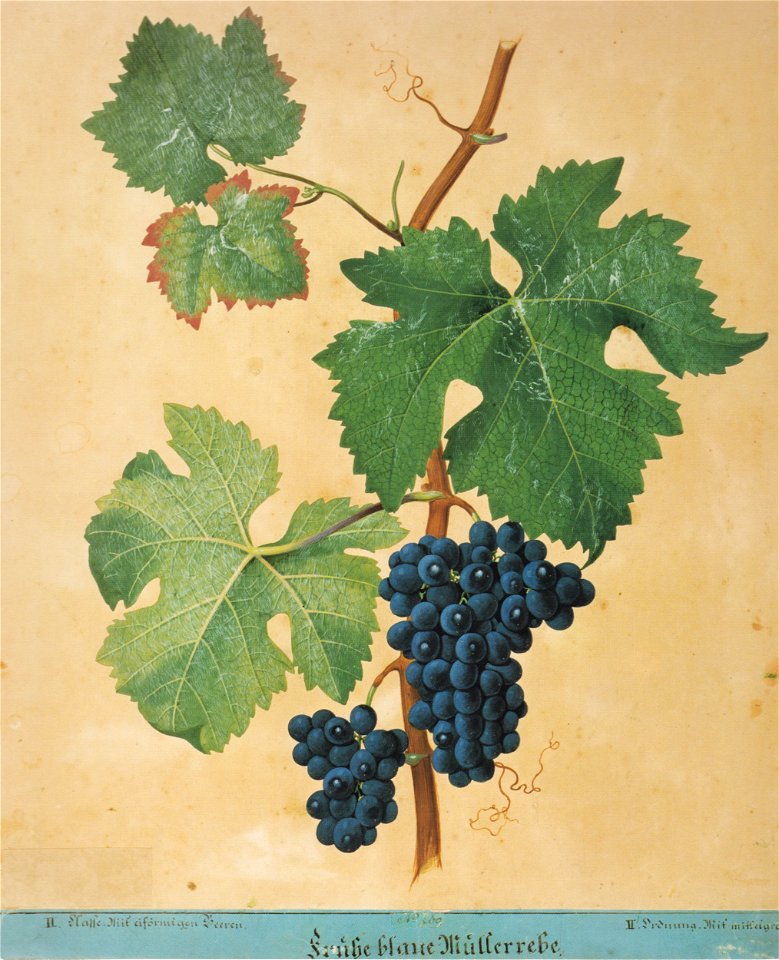 Kreuzer Ampelographie 115 Frühe blaue Müllerrebe