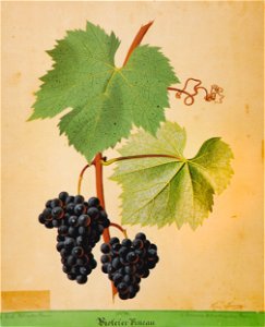 Kreuzer Ampelographie 052 Violeter Pineau