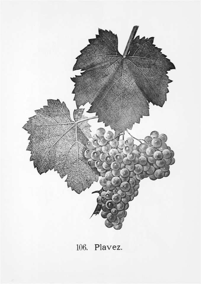 Kreuzer Ampelographie 160 Plavez