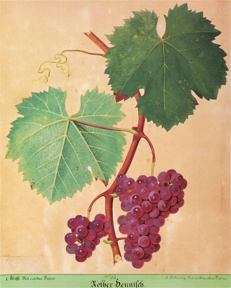 Kreuzer Ampelographie 018 Rother Heunisch