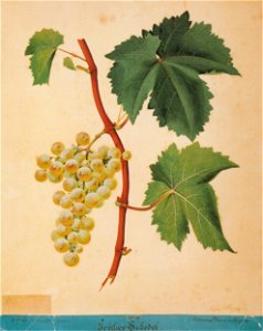 Kreuzer Ampelographie 030 Früher Gutedel
